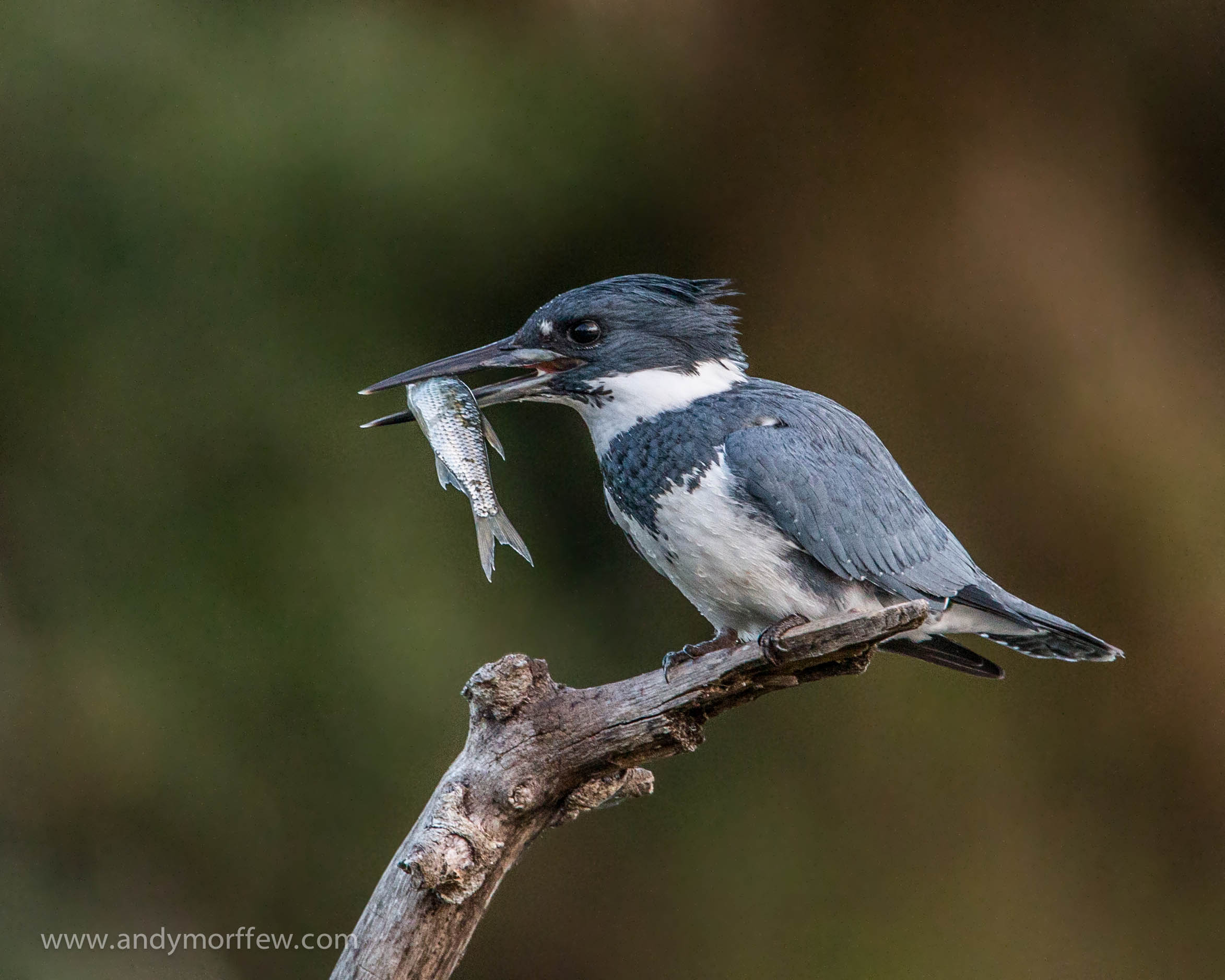 En belted kingfisher